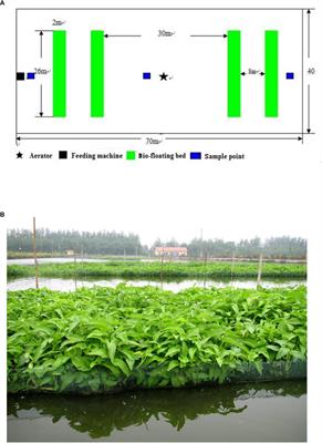 Improvement of Muscle Quality of Grass Carp (Ctenopharyngodon idellus) With a Bio-Floating Bed in Culture Ponds